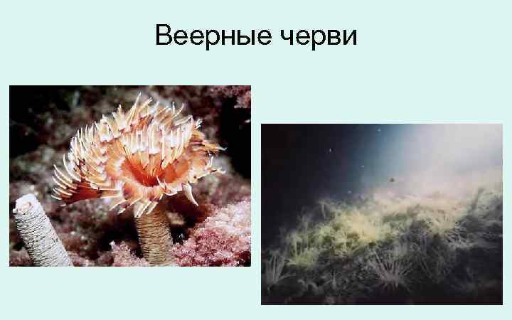 Веерные черви 