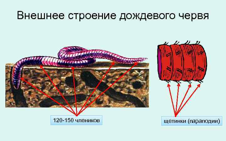 Внешнее строение дождевого червя 120 -150 члеников щетинки (параподии) 