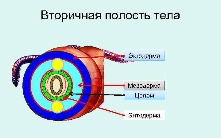 Какой цифрой на рисунке обозначена вторичная полость тела