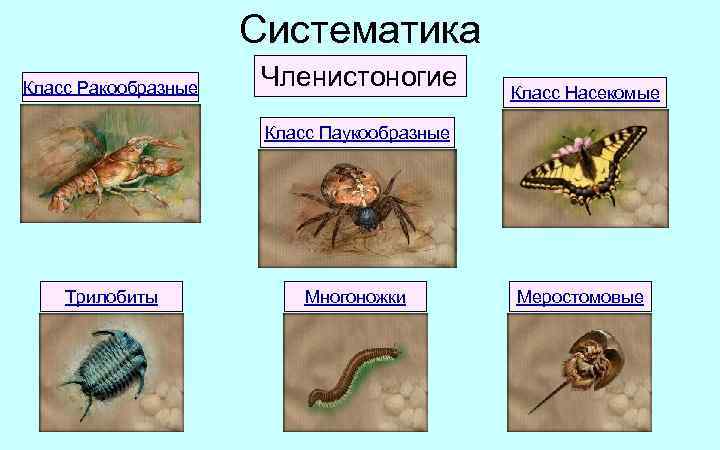 Систематического положения типа членистоногие. Членистоногие систематика. Классификация типа Членистоногие. Системататику членистоногих. Систематика насекомых.