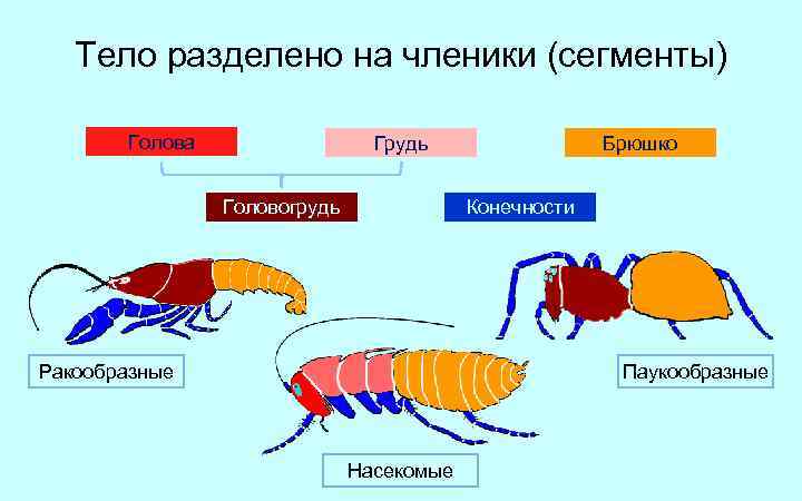 Тело разделено на членики (сегменты) Голова Грудь Головогрудь Брюшко Конечности Ракообразные Паукообразные Насекомые 