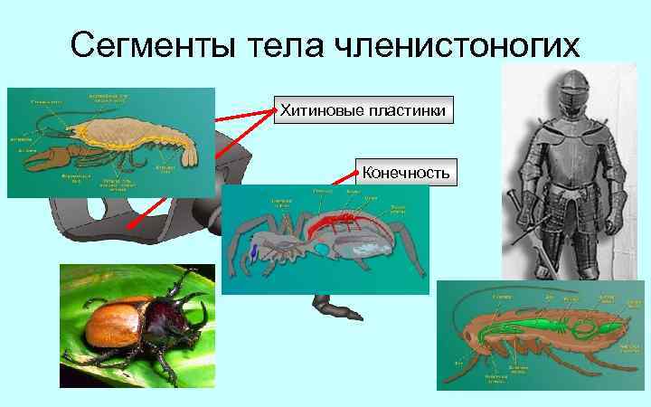 Сегменты тела членистоногих Хитиновые пластинки Конечность 