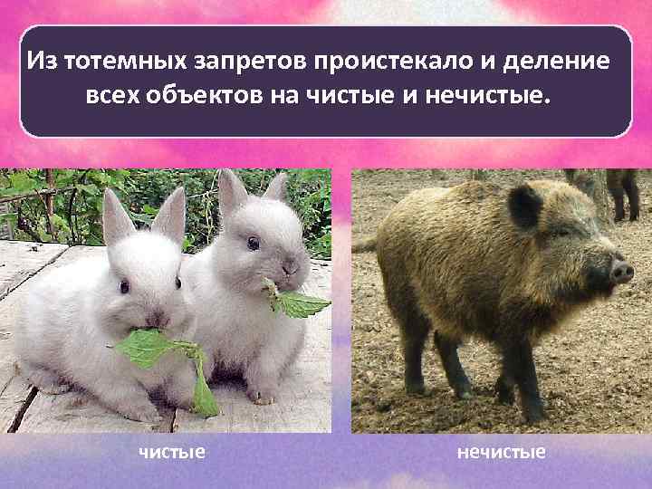 Из тотемных запретов проистекало и деление всех объектов на чистые и нечистые. чистые нечистые