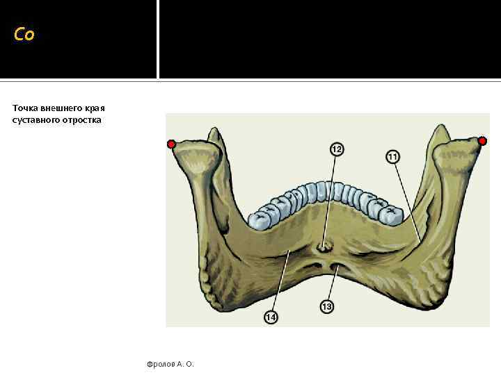 Co Точка внешнего края суставного отростка Фролов А. О. 