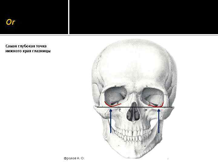 Нижняя точка. Нижний край глазницы. Нижний край глазницы где. Пересечение Нижнего края глазницы. Нижний край правой орбиты.