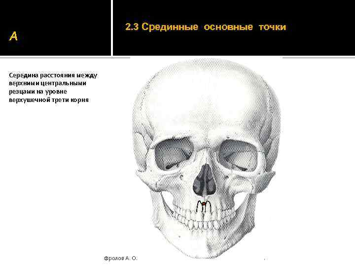 A 2. 3 Срединные основные точки Середина расстояния между верхними центральными резцами на уровне