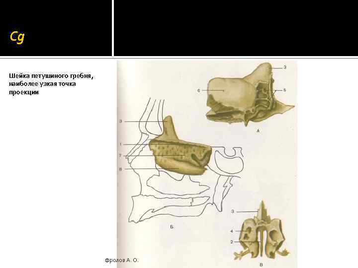 Cg Шейка петушиного гребня, наиболее узкая точка проекции Фролов А. О. 