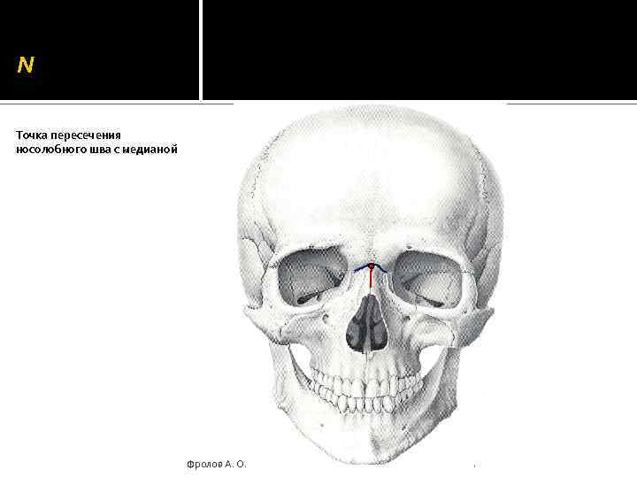 N Точка пересечения носолобного шва с медианой Фролов А. О. 