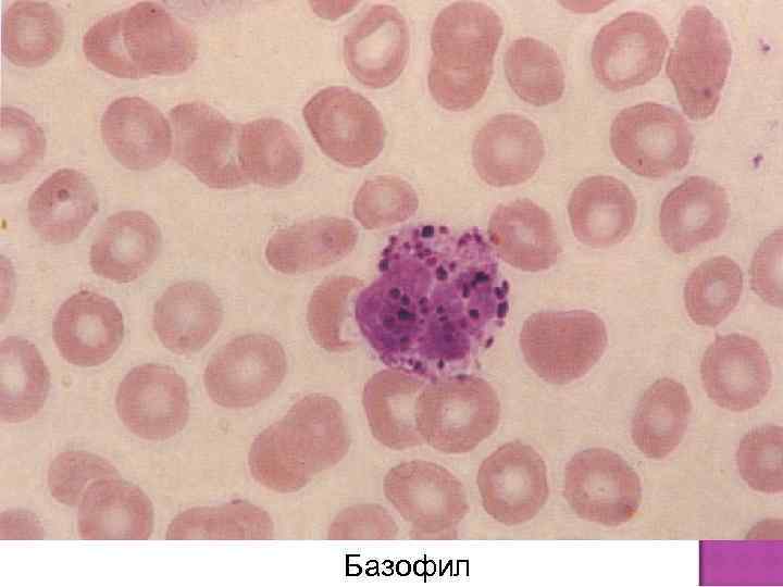 Базофил 