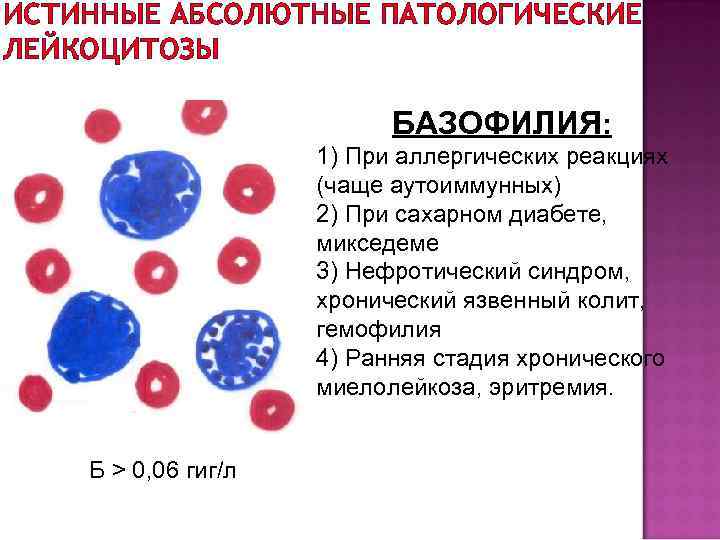 ИСТИННЫЕ АБСОЛЮТНЫЕ ПАТОЛОГИЧЕСКИЕ ЛЕЙКОЦИТОЗЫ БАЗОФИЛИЯ: 1) При аллергических реакциях (чаще аутоиммунных) 2) При сахарном