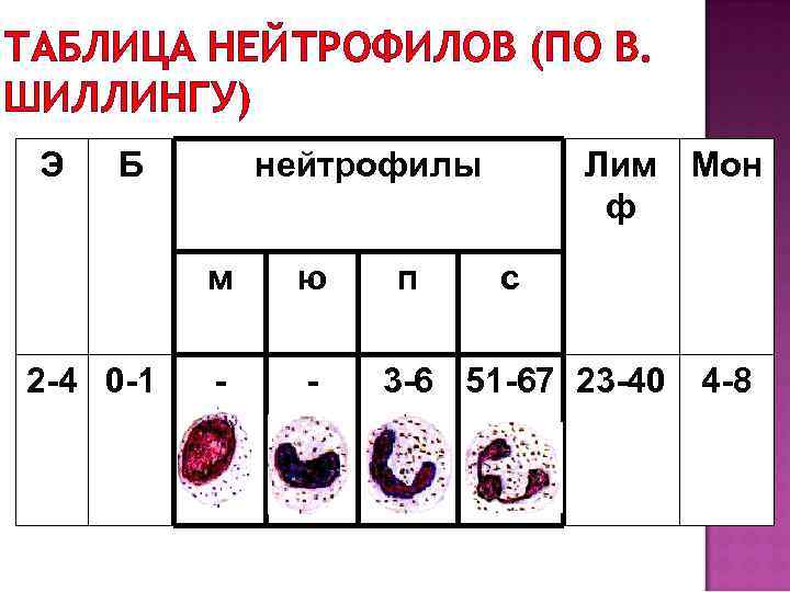 ТАБЛИЦА НЕЙТРОФИЛОВ (ПО В. ШИЛЛИНГУ) Э Б нейтрофилы м 2 -4 0 -1 ю