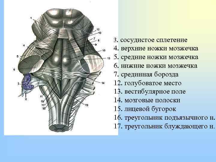 3. сосудистое сплетение 4. верхние ножки мозжечка 5. средние ножки мозжечка 6. нижние ножки