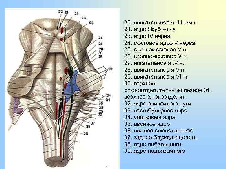 Ромбовидная ямка схема