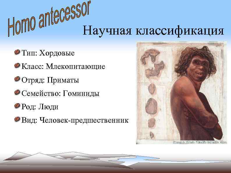 Научная классификация Тип: Хордовые Класс: Млекопитающие Отряд: Приматы Семейство: Гоминиды Род: Люди Вид: Человек-предшественник