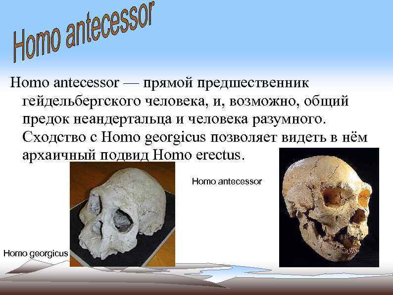 Homo antecessor — прямой предшественник гейдельбергского человека, и, возможно, общий предок неандертальца и человека