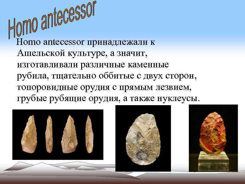 Homo antecessor принадлежали к Ашельской культуре, а значит, изготавливали различные каменные рубила, тщательно оббитые
