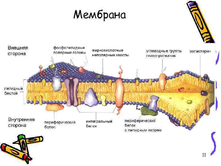 Мембрана 11 