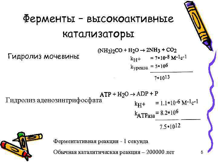 Ферменты – высокоактивные катализаторы Гидролиз мочевины Гидролиз аденозинтрифосфата Ферментативная реакция - 1 секунда Обычная