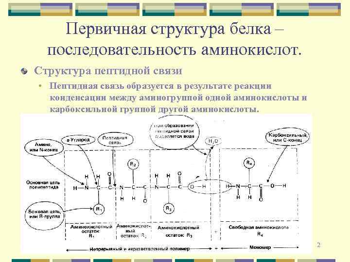 Первичная структура белков связи. Пептидная связь первичная структура. Первичная структура белка пептидная связь. Первичная структура пептидная связь вторичной. Структуры аминокислот первичная вторичная.