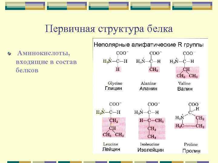 Аминокислотами входящими в состав белка являются