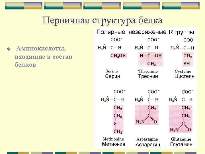 В состав белков входят аминокислоты. Химическая формула первичной структуры белка. Первичная структура белков и аминокислот. Первичная структура белка аминокислоты. Первичная структура белков формула.