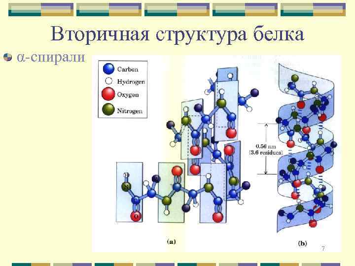 Вторичная структура белка α-спирали 7 