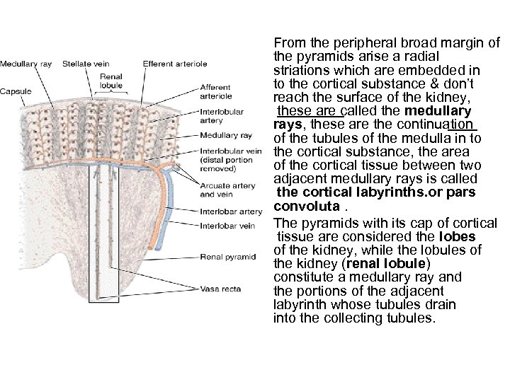 From the peripheral broad margin of the pyramids arise a radial striations which are