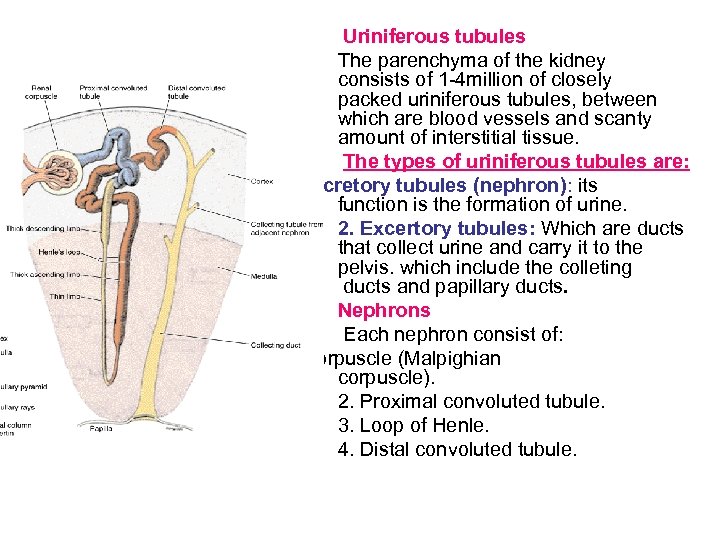 Uriniferous tubules The parenchyma of the kidney consists of 1 -4 million of closely