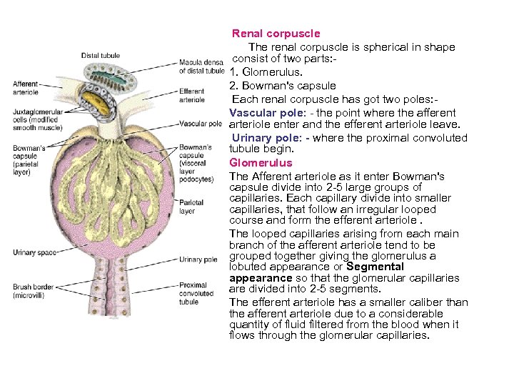 Renal corpuscle The renal corpuscle is spherical in shape consist of two parts: 1.