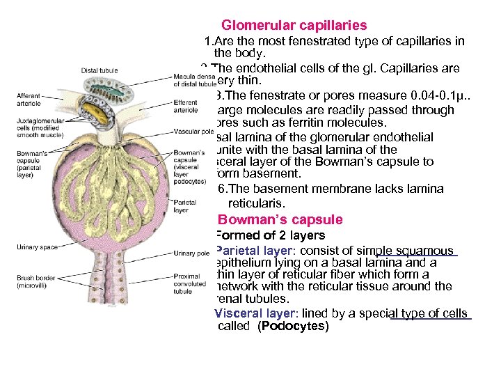 Glomerular capillaries 1. Are the most fenestrated type of capillaries in the body. 2.