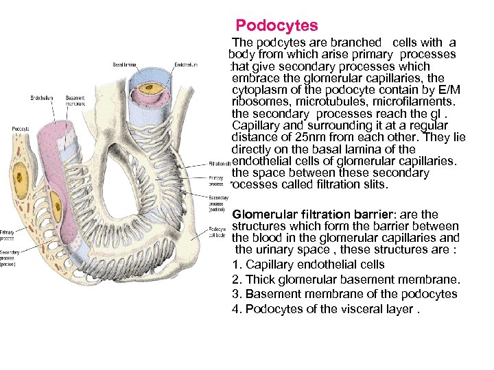 Podocytes The podcytes are branched cells with a body from which arise primary processes