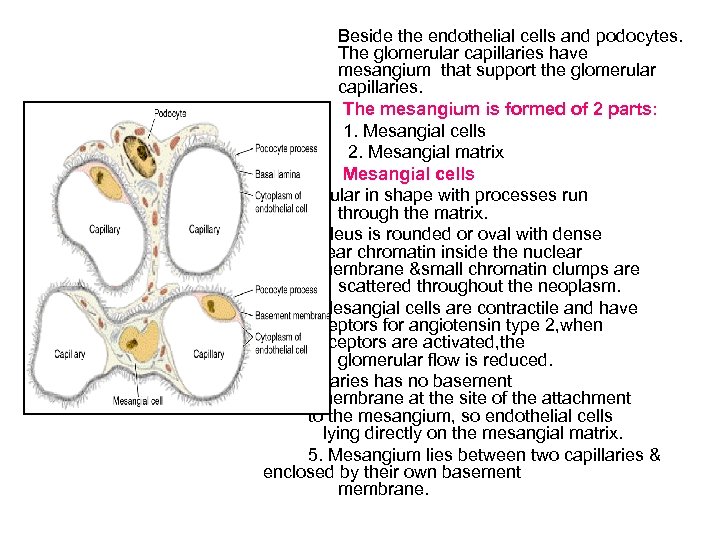 Beside the endothelial cells and podocytes. The glomerular capillaries have mesangium that support the