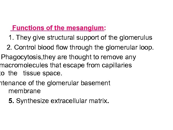 Functions of the mesangium: 1. They give structural support of the glomerulus 2. Control