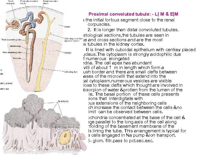 Proximal convoluted tubule: - L| M & E|M 1. It is the initial tortous