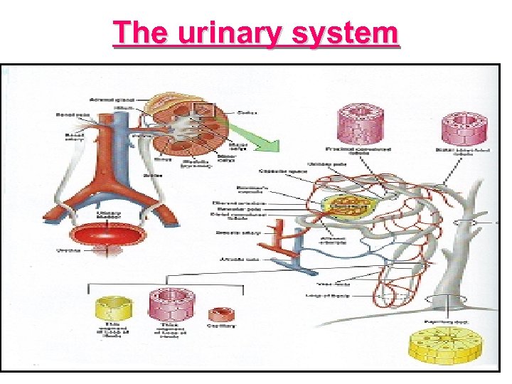 The urinary system 