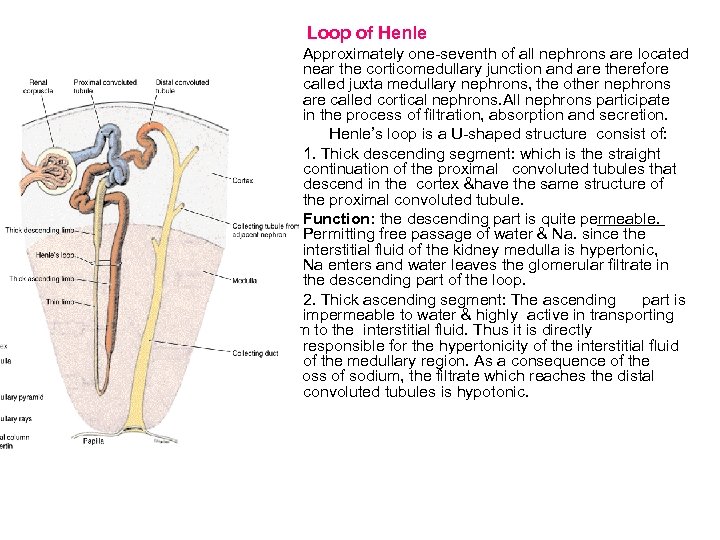 Loop of Henle Approximately one-seventh of all nephrons are located near the corticomedullary junction