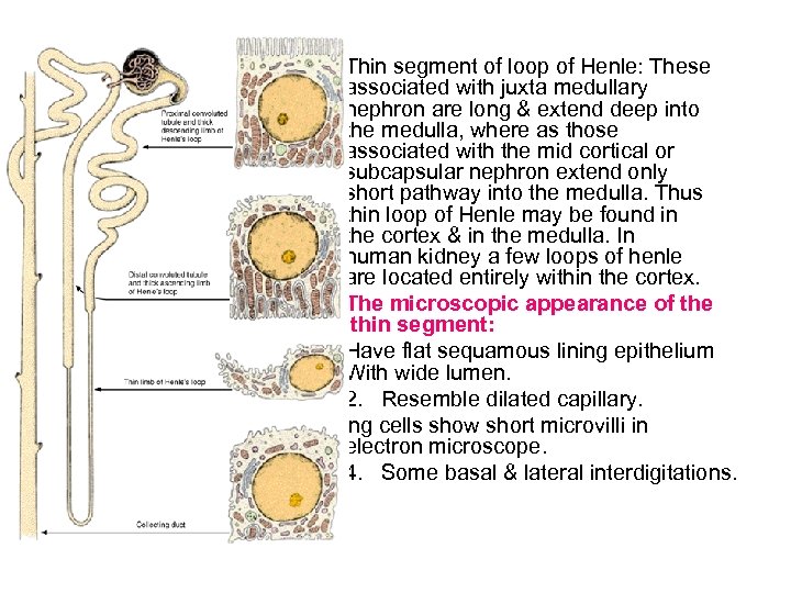 Thin segment of loop of Henle: These associated with juxta medullary nephron are long