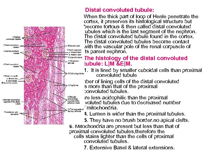 Distal convoluted tubule: When the thick part of loop of Henle penetrate the cortex,