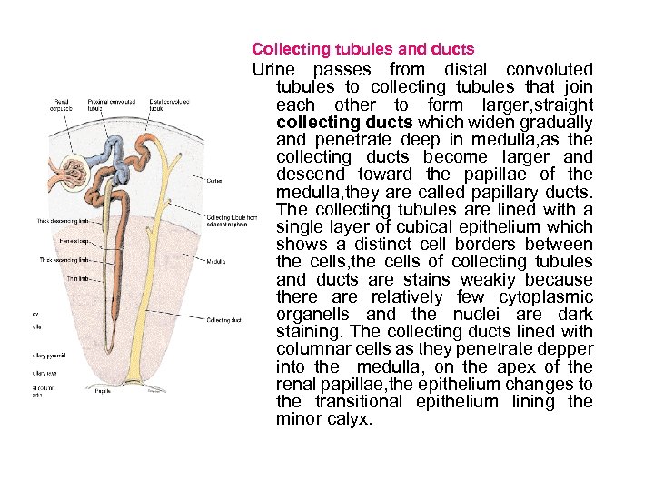 Collecting tubules and ducts Urine passes from distal convoluted tubules to collecting tubules that