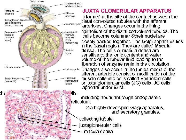 JUXTA GLOMERULAR APPARATUS Is formed at the site of the contact between the distal