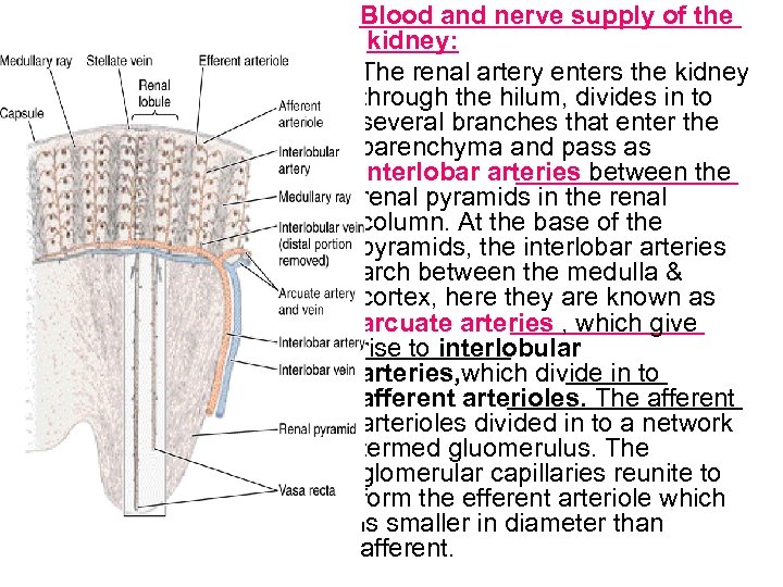 Blood and nerve supply of the kidney: The renal artery enters the kidney through