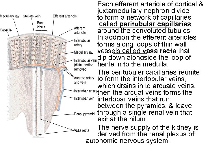 Each efferent arteriole of cortical & juxtamedullary nephron divide to form a network of