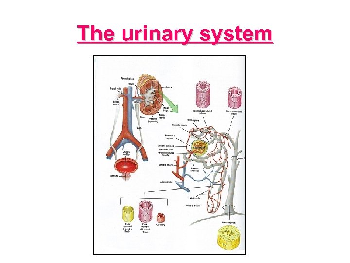 The urinary system 