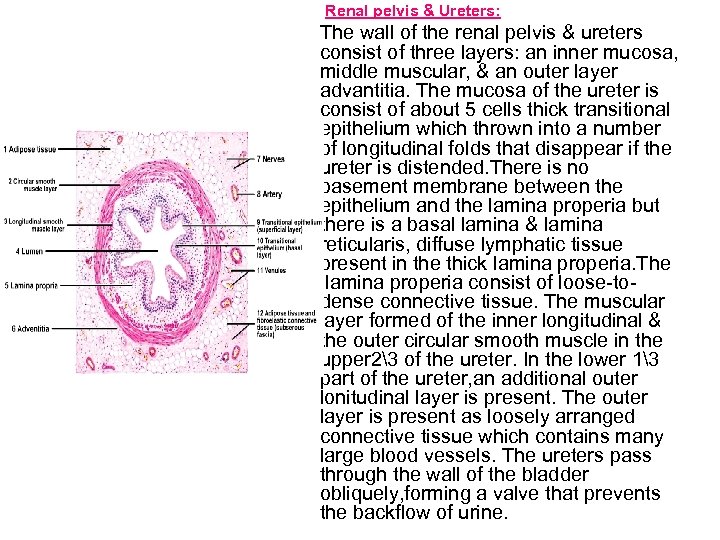 Renal pelvis & Ureters: The wall of the renal pelvis & ureters consist of