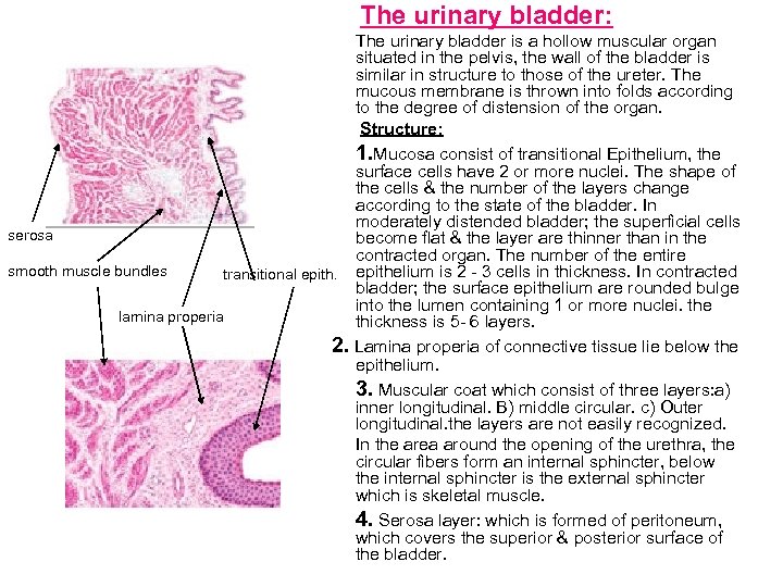 The urinary bladder: The urinary bladder is a hollow muscular organ situated in the