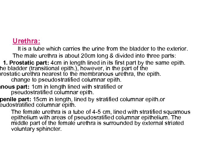 Urethra: It is a tube which carries the urine from the bladder to the