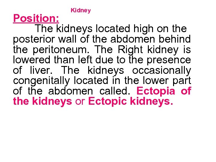 Kidney Position: The kidneys located high on the posterior wall of the abdomen behind