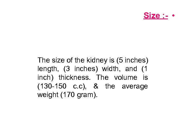 Size : - • The size of the kidney is (5 inches) length, (3