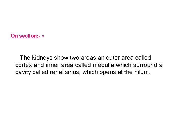 On section: - » The kidneys show two areas an outer area called cortex