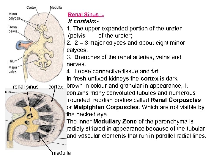 Renal Sinus : - renal sinus It contain: 1. The upper expanded portion of